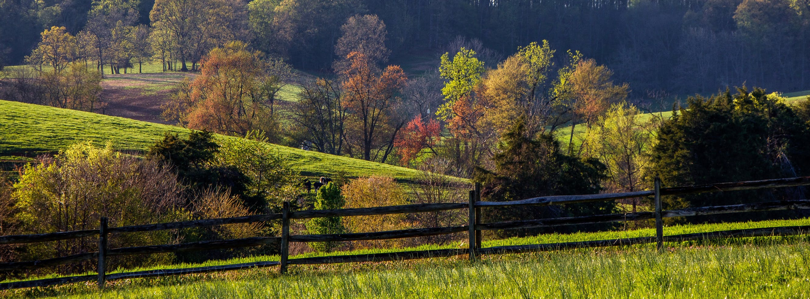 Rolling green field with fall trees
